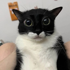 Мотылёк