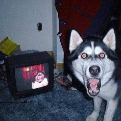 Spooky Dog