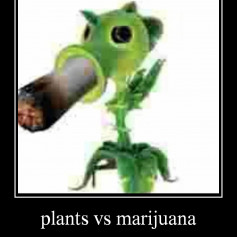 plants vs marijuana