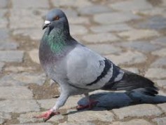 Pigeon4ik